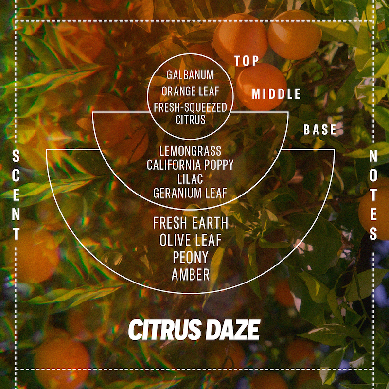 P.F. CANDLE & CO. SOFT FOCUS LIMITED EDITION - CITRUS DAZE