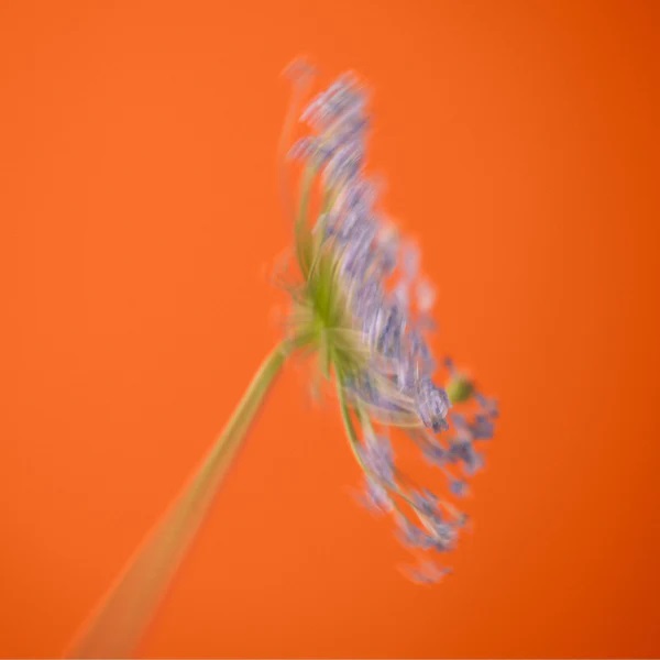 NUORI PARFUM NATUREL SERIES 0 - BIENNALE